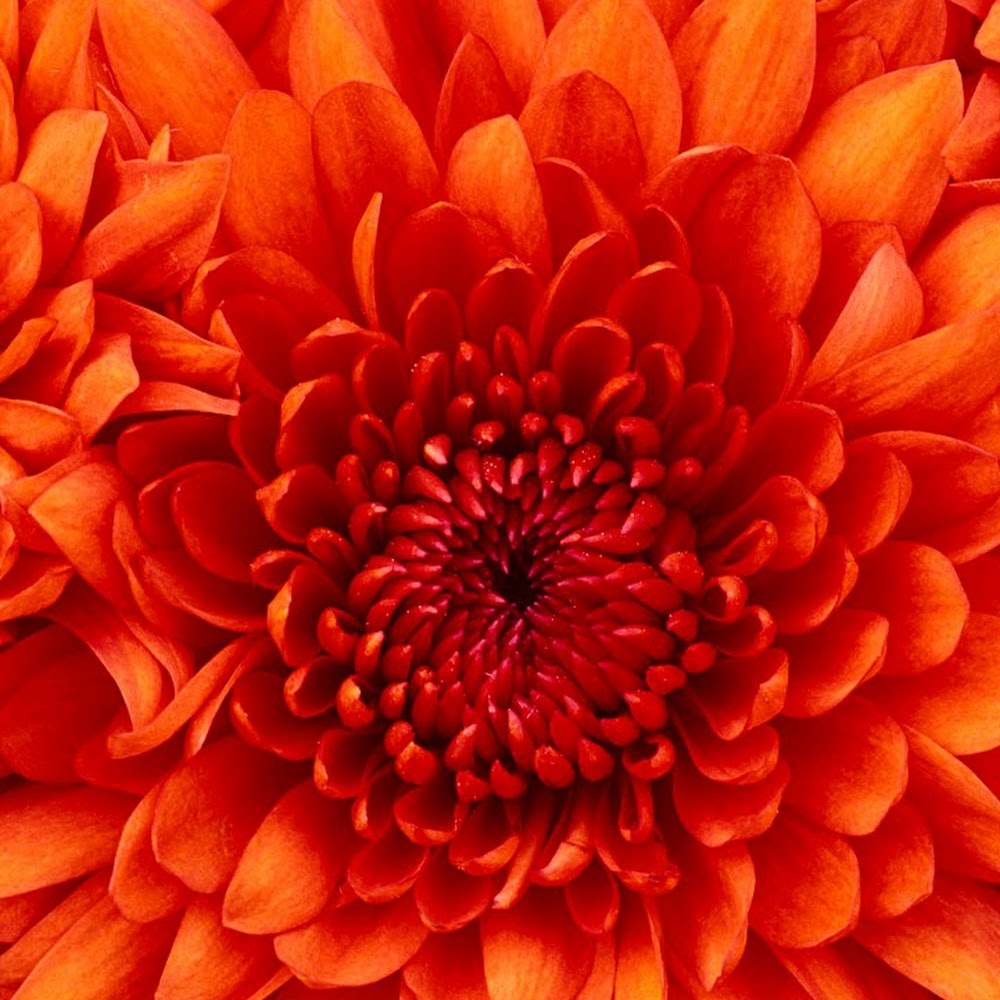 Meet your Posher, Yolanda